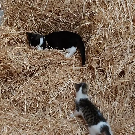 Appartamento Sandwater Ihlow (Aurich)